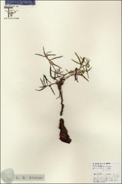 URN_catalog_HBHinton_herbarium_25843.jpg.jpg