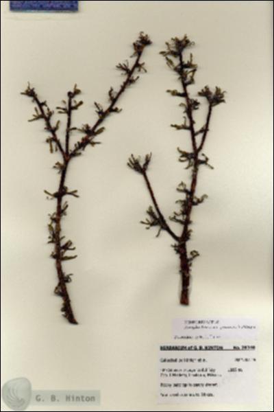 URN_catalog_HBHinton_herbarium_28348.jpg.jpg