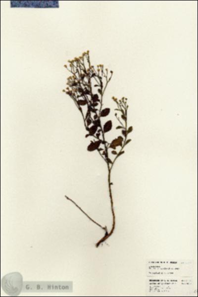 URN_catalog_HBHinton_herbarium_24647.jpg.jpg