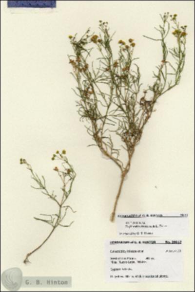 URN_catalog_HBHinton_herbarium_28612.jpg.jpg