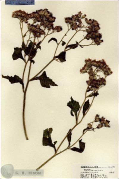 URN_catalog_HBHinton_herbarium_22190.jpg.jpg