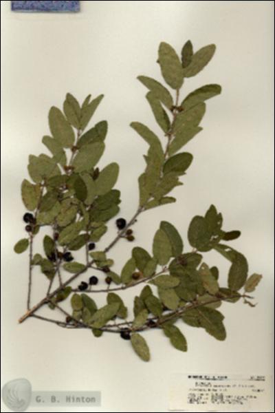 URN_catalog_HBHinton_herbarium_21199.jpg.jpg