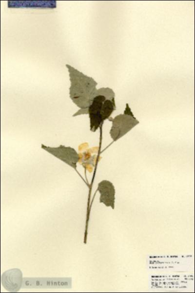 URN_catalog_HBHinton_herbarium_21998.jpg.jpg