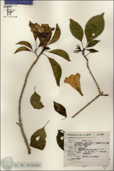 URN_catalog_HBHinton_herbarium_8139.jpg.jpg