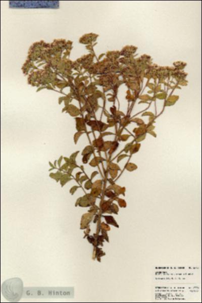 URN_catalog_HBHinton_herbarium_23786.jpg.jpg