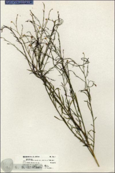 URN_catalog_HBHinton_herbarium_20355.jpg.jpg