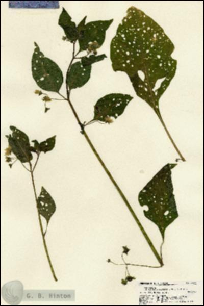 URN_catalog_HBHinton_herbarium_22310.jpg.jpg