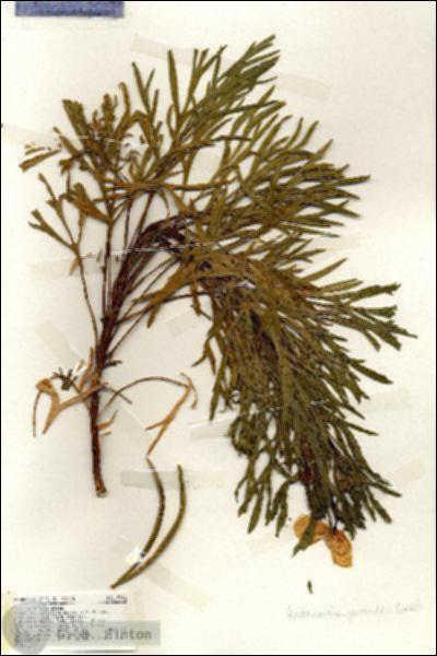 URN_catalog_HBHinton_herbarium_19316.jpg.jpg
