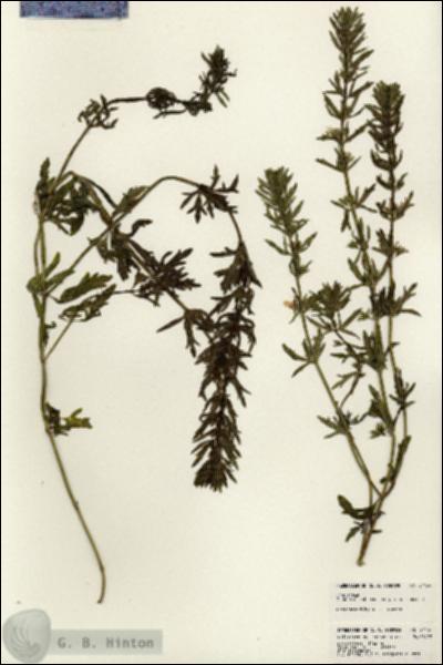 URN_catalog_HBHinton_herbarium_24434.jpg.jpg
