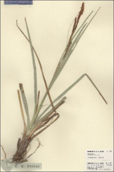 URN_catalog_HBHinton_herbarium_22723.jpg.jpg