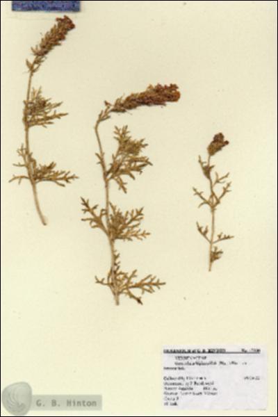 URN_catalog_HBHinton_herbarium_17130.jpg.jpg
