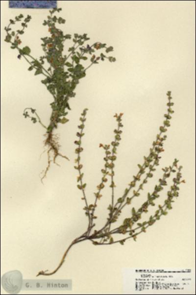 URN_catalog_HBHinton_herbarium_22091.jpg.jpg