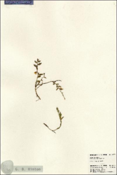 URN_catalog_HBHinton_herbarium_24559.jpg.jpg