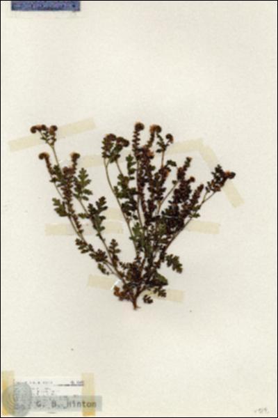 URN_catalog_HBHinton_herbarium_18453.jpg.jpg