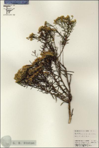 URN_catalog_HBHinton_herbarium_25651.jpg.jpg