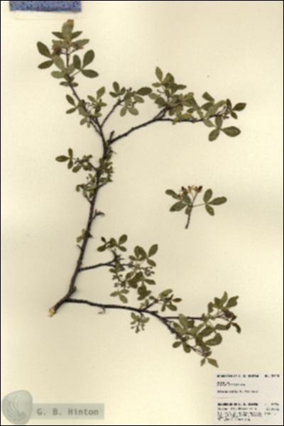 URN_catalog_HBHinton_herbarium_22720.jpg.jpg