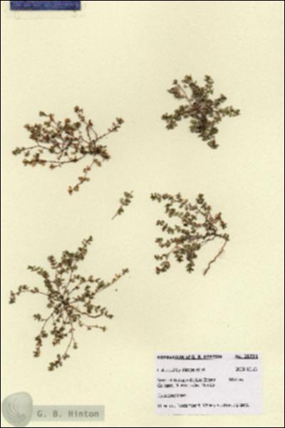 URN_catalog_HBHinton_herbarium_28731.jpg.jpg