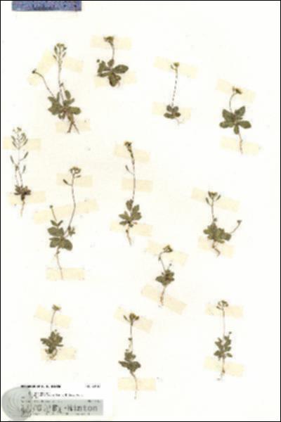 URN_catalog_HBHinton_herbarium_20116.jpg.jpg