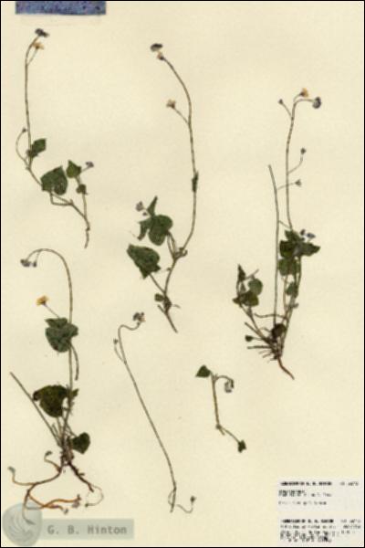 URN_catalog_HBHinton_herbarium_22773.jpg.jpg