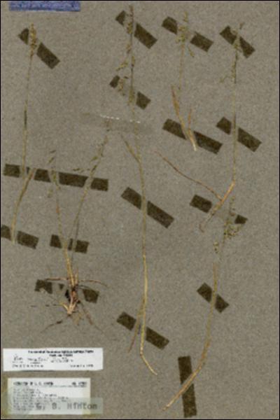 URN_catalog_HBHinton_herbarium_17253.jpg.jpg