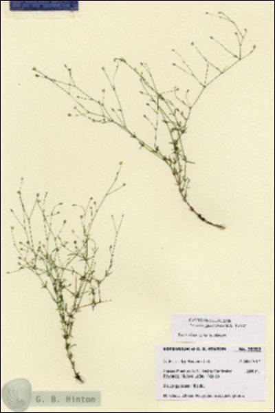 URN_catalog_HBHinton_herbarium_28707.jpg.jpg