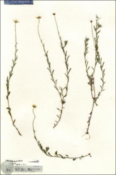URN_catalog_HBHinton_herbarium_20594.jpg.jpg