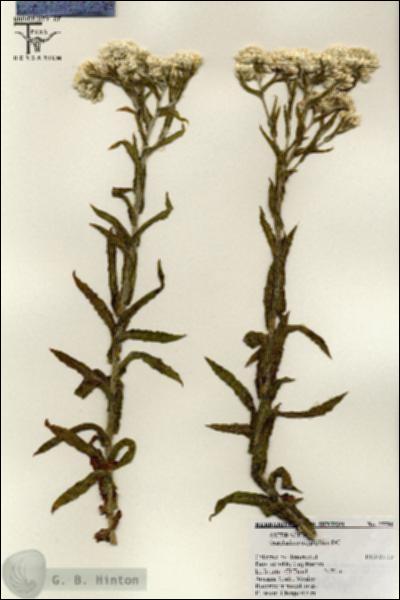 URN_catalog_HBHinton_herbarium_25596.jpg.jpg
