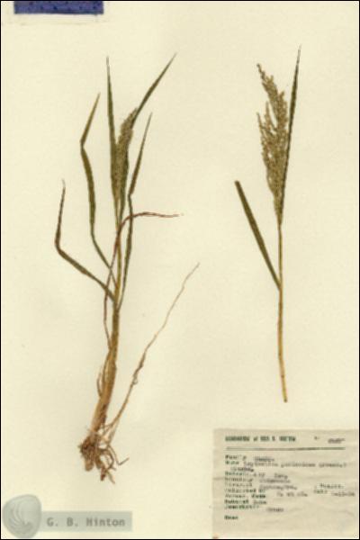 URN_catalog_HBHinton_herbarium_6427.jpg.jpg