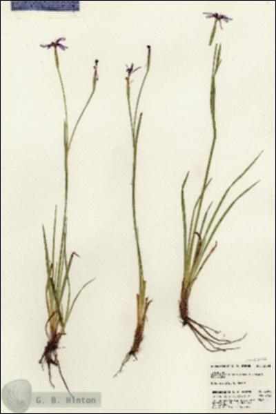 URN_catalog_HBHinton_herbarium_23098.jpg.jpg