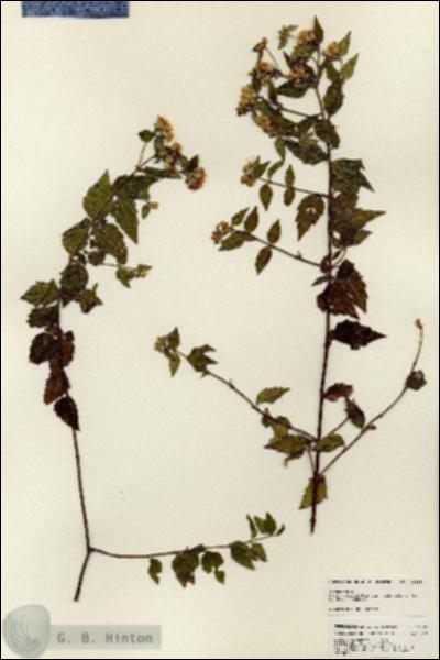 URN_catalog_HBHinton_herbarium_24885.jpg.jpg