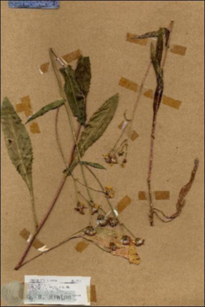 URN_catalog_HBHinton_herbarium_19028.jpg.jpg