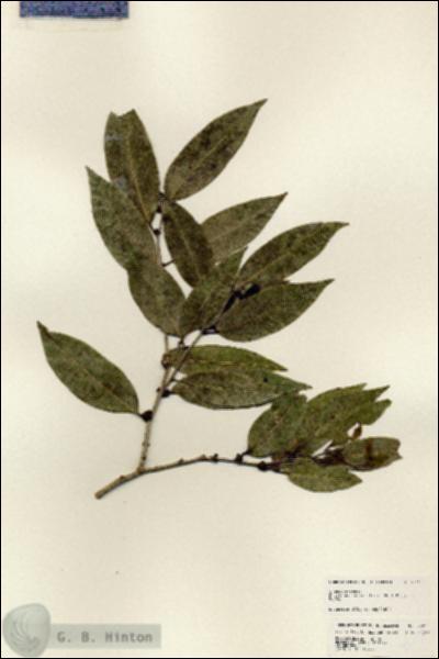 URN_catalog_HBHinton_herbarium_25215.jpg.jpg