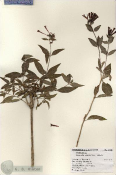 URN_catalog_HBHinton_herbarium_22548.jpg.jpg