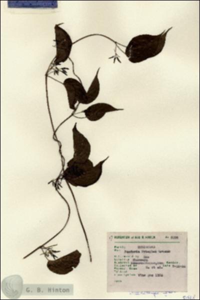 URN_catalog_HBHinton_herbarium_8078.jpg.jpg