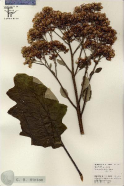 URN_catalog_HBHinton_herbarium_26132.jpg.jpg