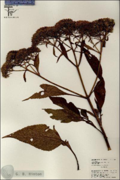 URN_catalog_HBHinton_herbarium_26353.jpg.jpg
