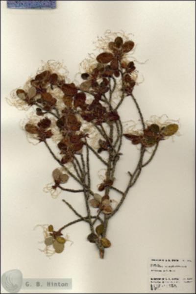 URN_catalog_HBHinton_herbarium_24165.jpg.jpg
