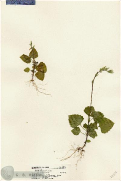 URN_catalog_HBHinton_herbarium_22524.jpg.jpg