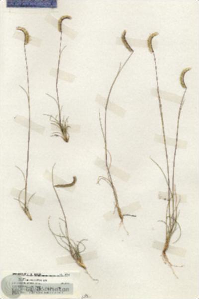 URN_catalog_HBHinton_herbarium_19740.jpg.jpg