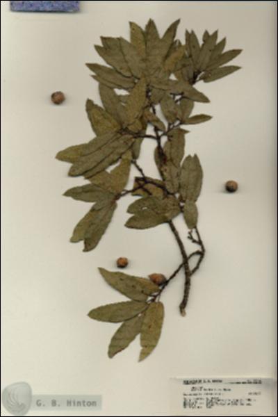 URN_catalog_HBHinton_herbarium_21304.jpg.jpg