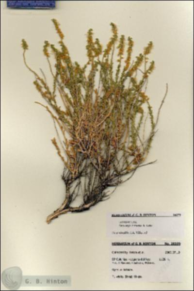 URN_catalog_HBHinton_herbarium_28359.jpg.jpg