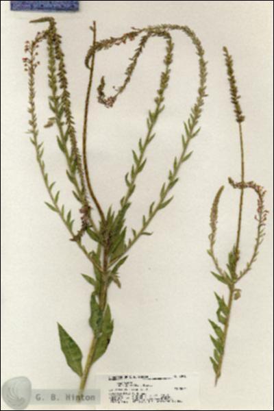 URN_catalog_HBHinton_herbarium_20913.jpg.jpg