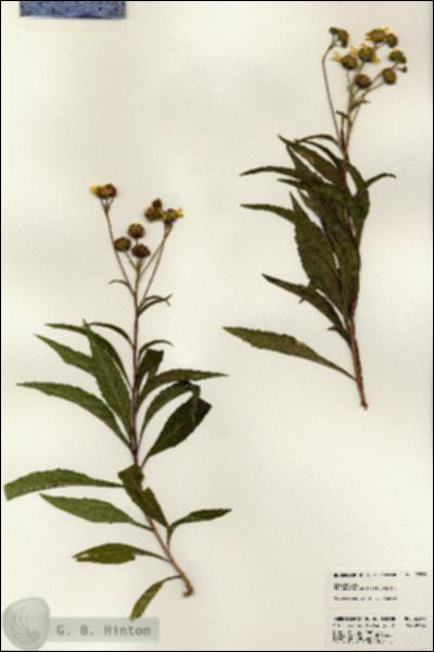 URN_catalog_HBHinton_herbarium_23399.jpg.jpg
