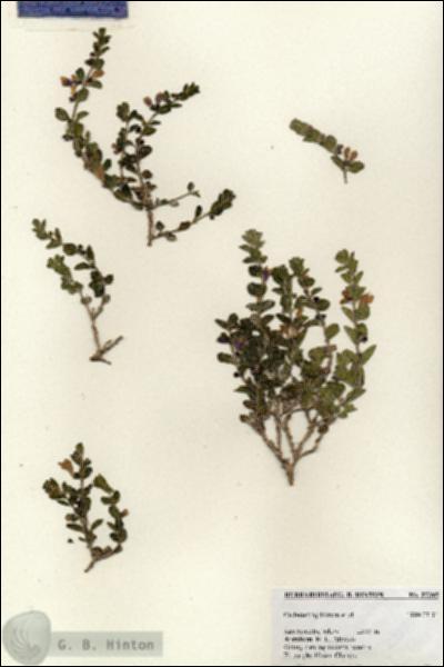URN_catalog_HBHinton_herbarium_27395.jpg.jpg