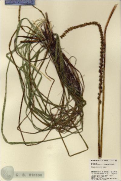 URN_catalog_HBHinton_herbarium_22043.jpg.jpg