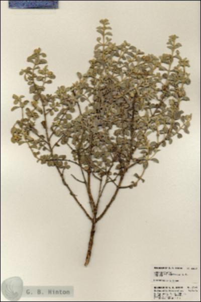 URN_catalog_HBHinton_herbarium_23600.jpg.jpg