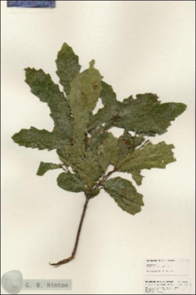 URN_catalog_HBHinton_herbarium_25316.jpg.jpg