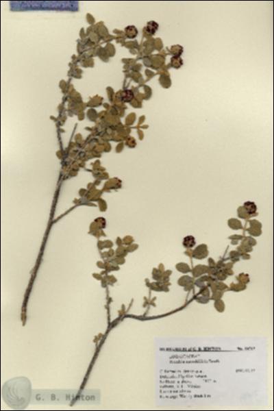 URN_catalog_HBHinton_herbarium_19715.jpg.jpg