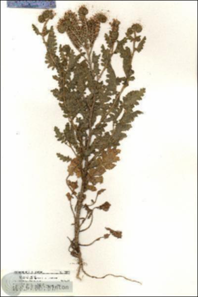 URN_catalog_HBHinton_herbarium_20280.jpg.jpg