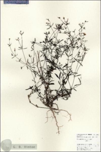 URN_catalog_HBHinton_herbarium_25940.jpg.jpg